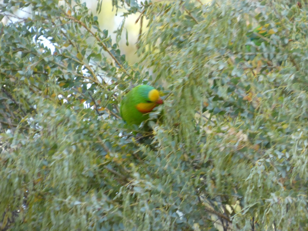 ミカヅキインコ - ML646890903