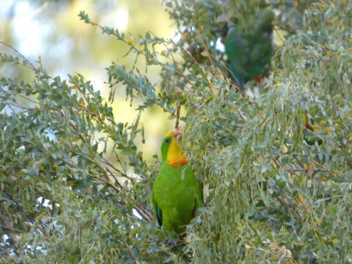 ミカヅキインコ - ML646890904