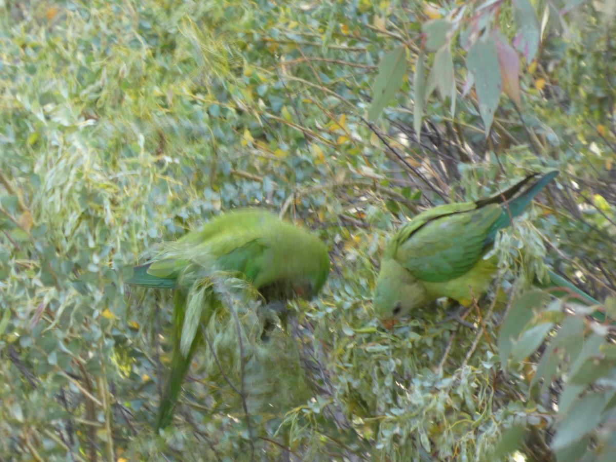 ミカヅキインコ - ML646890905