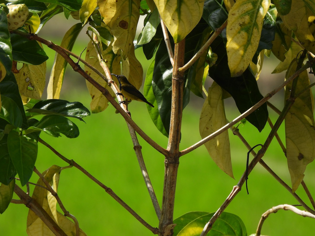 Ornate Sunbird - ML646890906