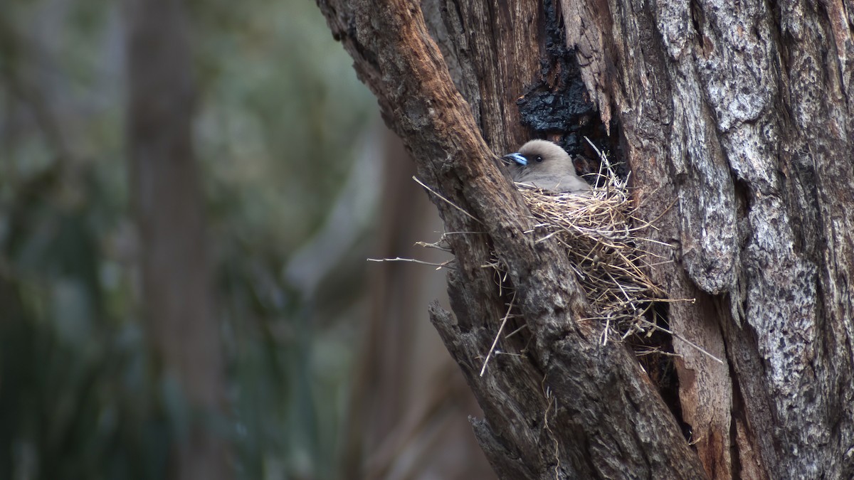 ウスズミモリツバメ - ML646890907