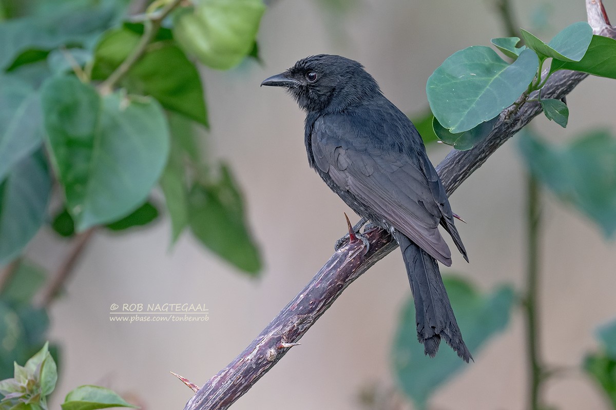 クロオウチュウ - ML646890908