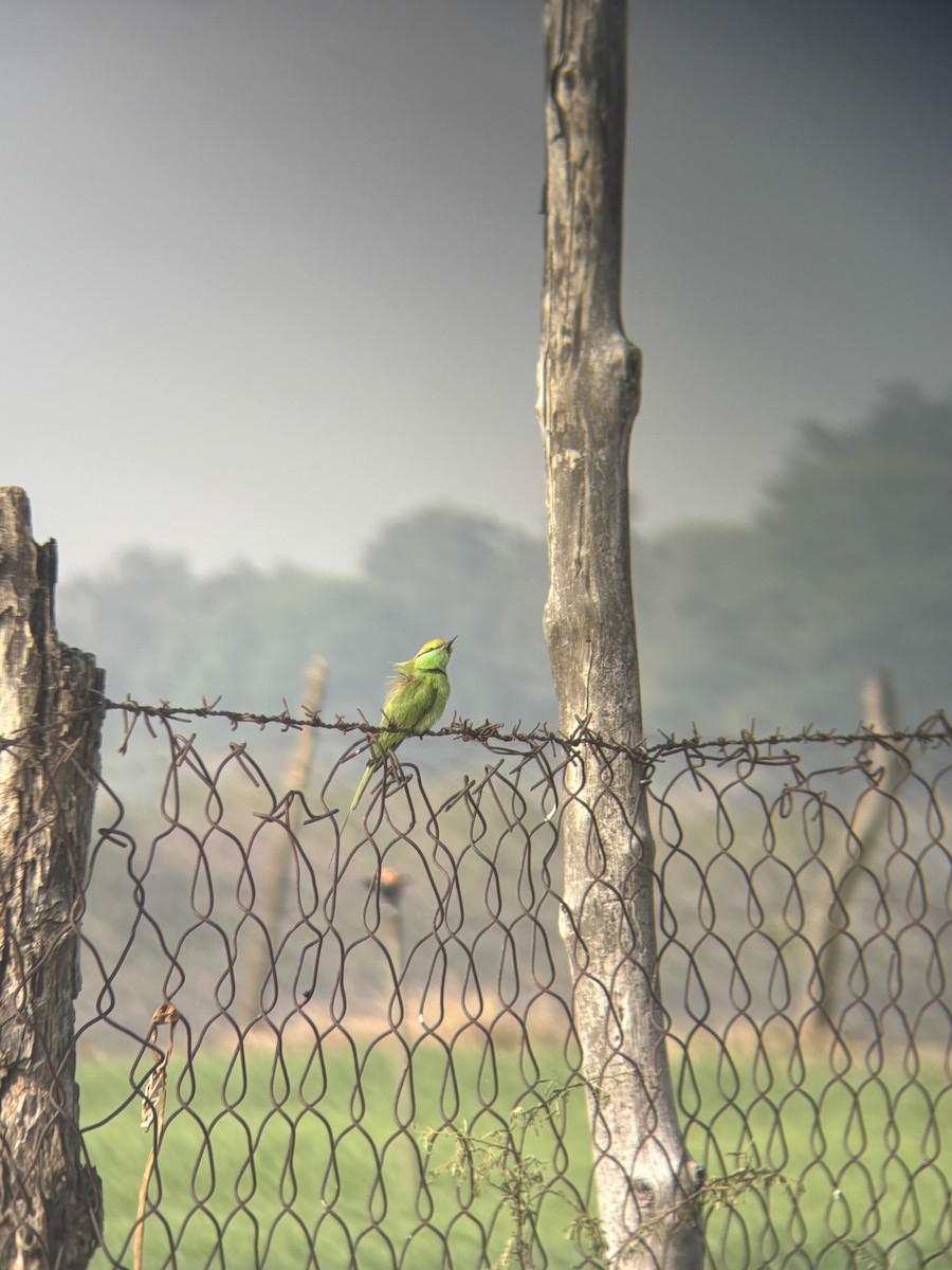 Asian Green Bee-eater - ML646890909