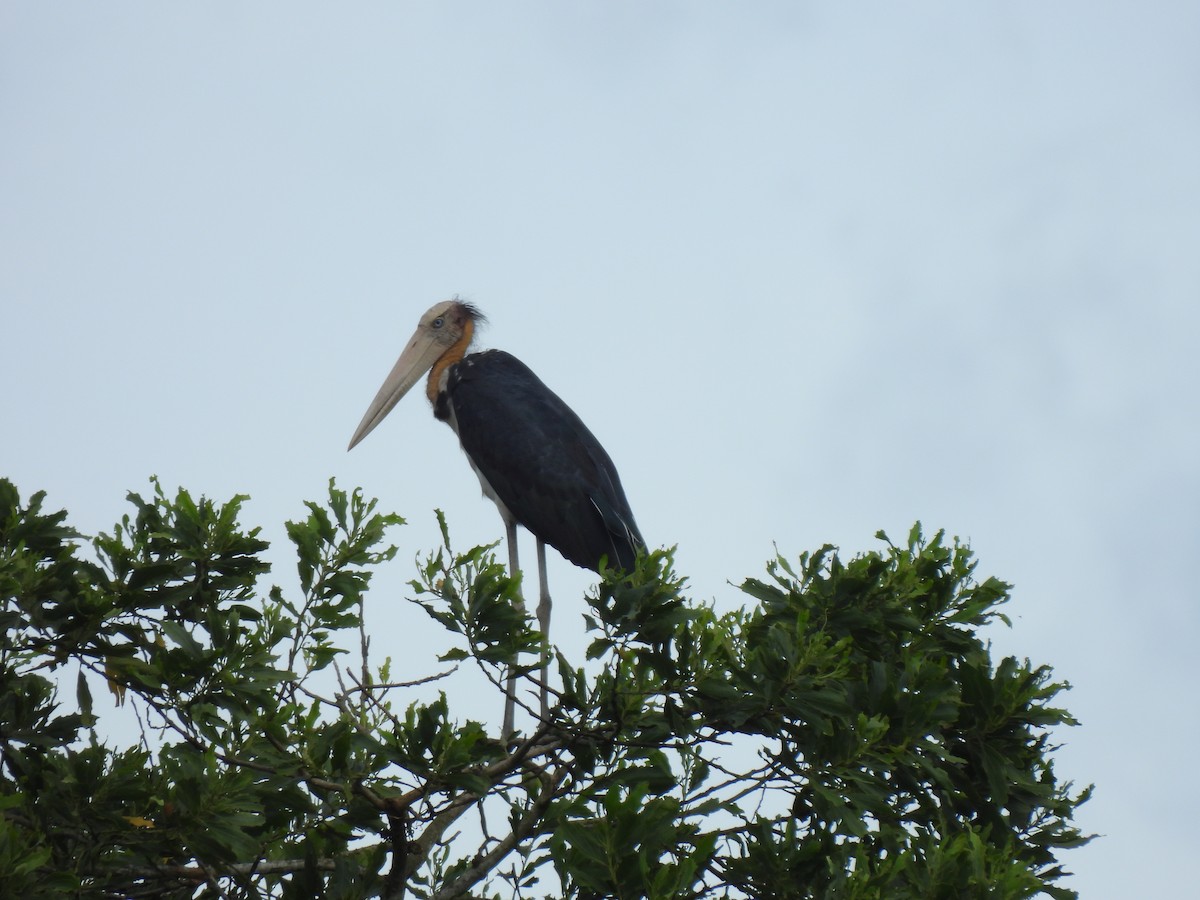 コハゲコウ - ML646890910