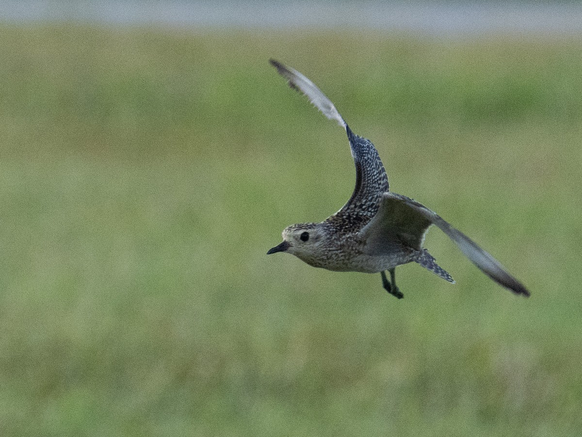 Pacific Golden-Plover - ML646890912