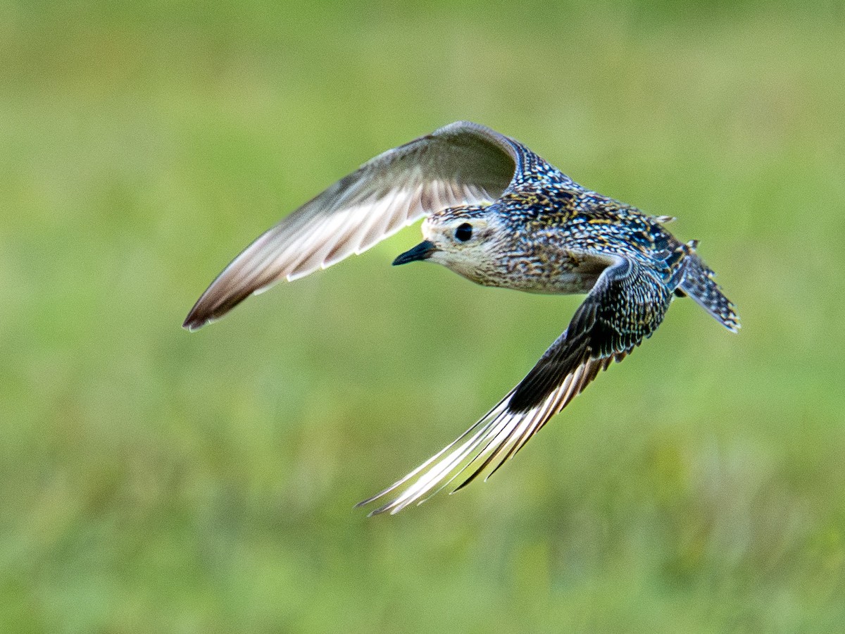 ムナグロ - ML646890913