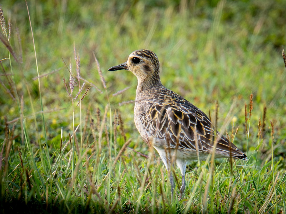 Pacific Golden-Plover - ML646890914
