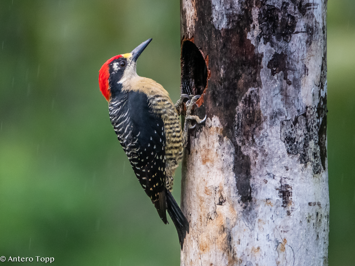 ホオグロミヤビゲラ - ML646890915