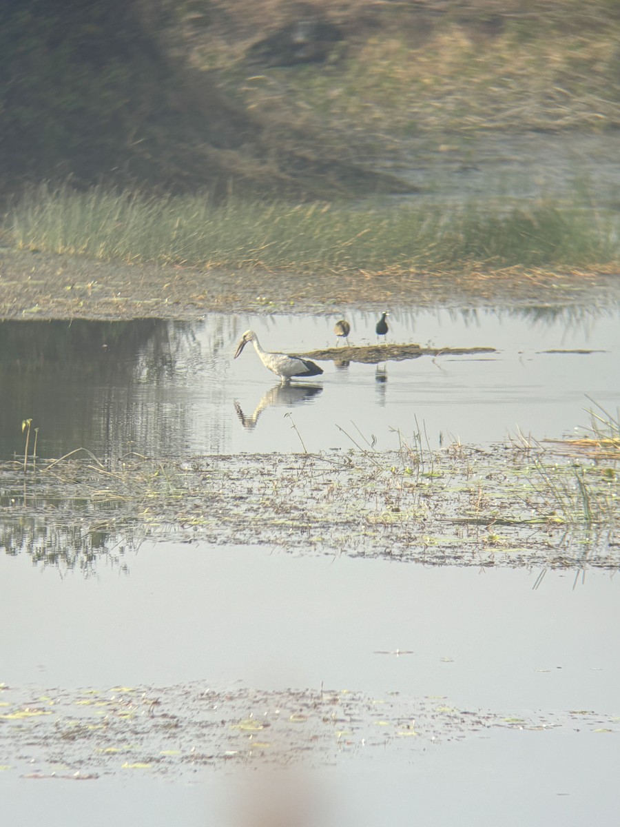 Asian Openbill - ML646890916
