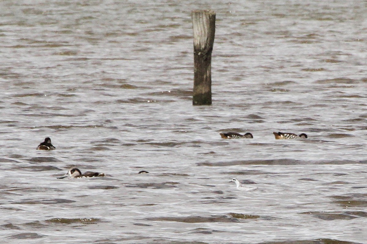 Odinshühnchen - ML646890924