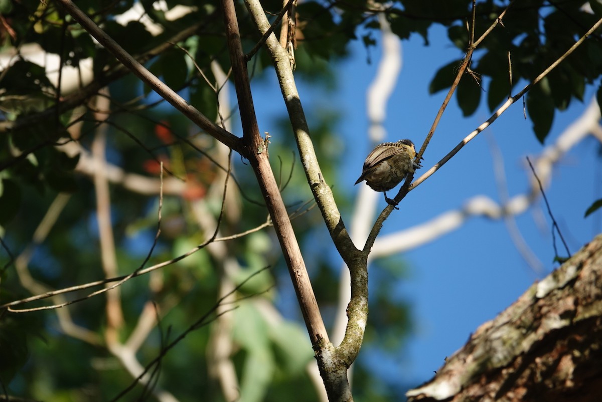 Mielero de Macleay - ML646890928