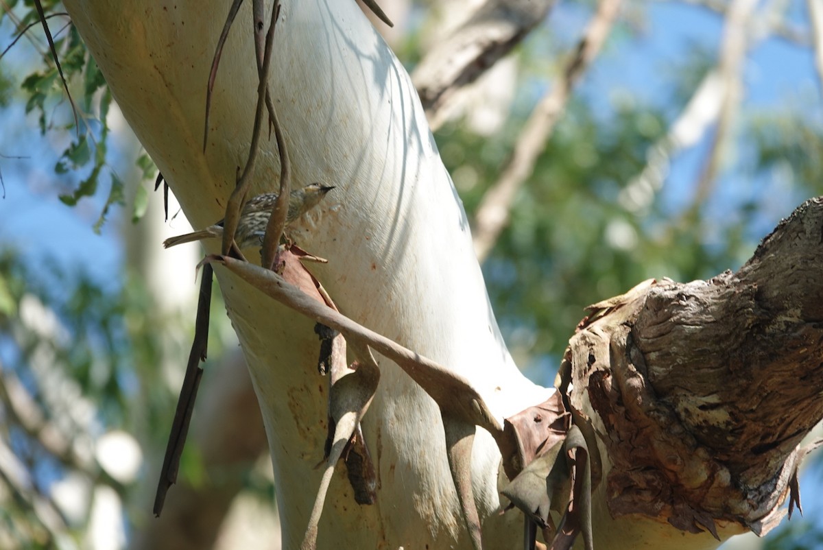 Mielero de Macleay - ML646890929