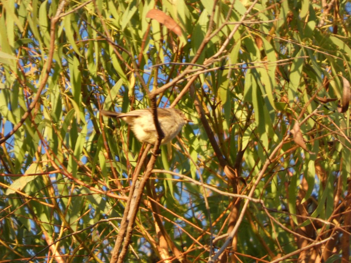 Шиподзьоб золотомушковий - ML646890932