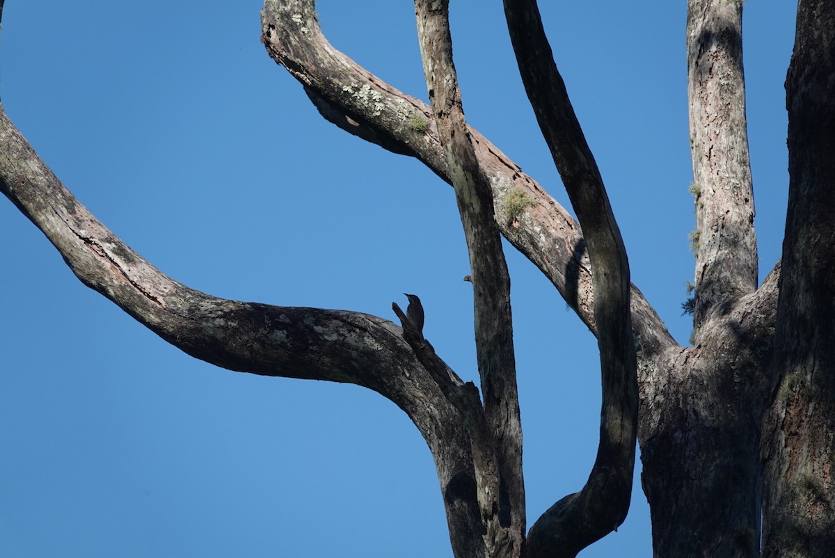 Mielero Carigualdo - ML646890934