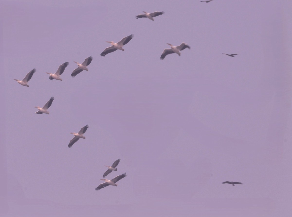 pelikán bílý - ML646890940