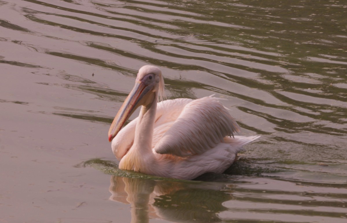 pelikán bílý - ML646890941