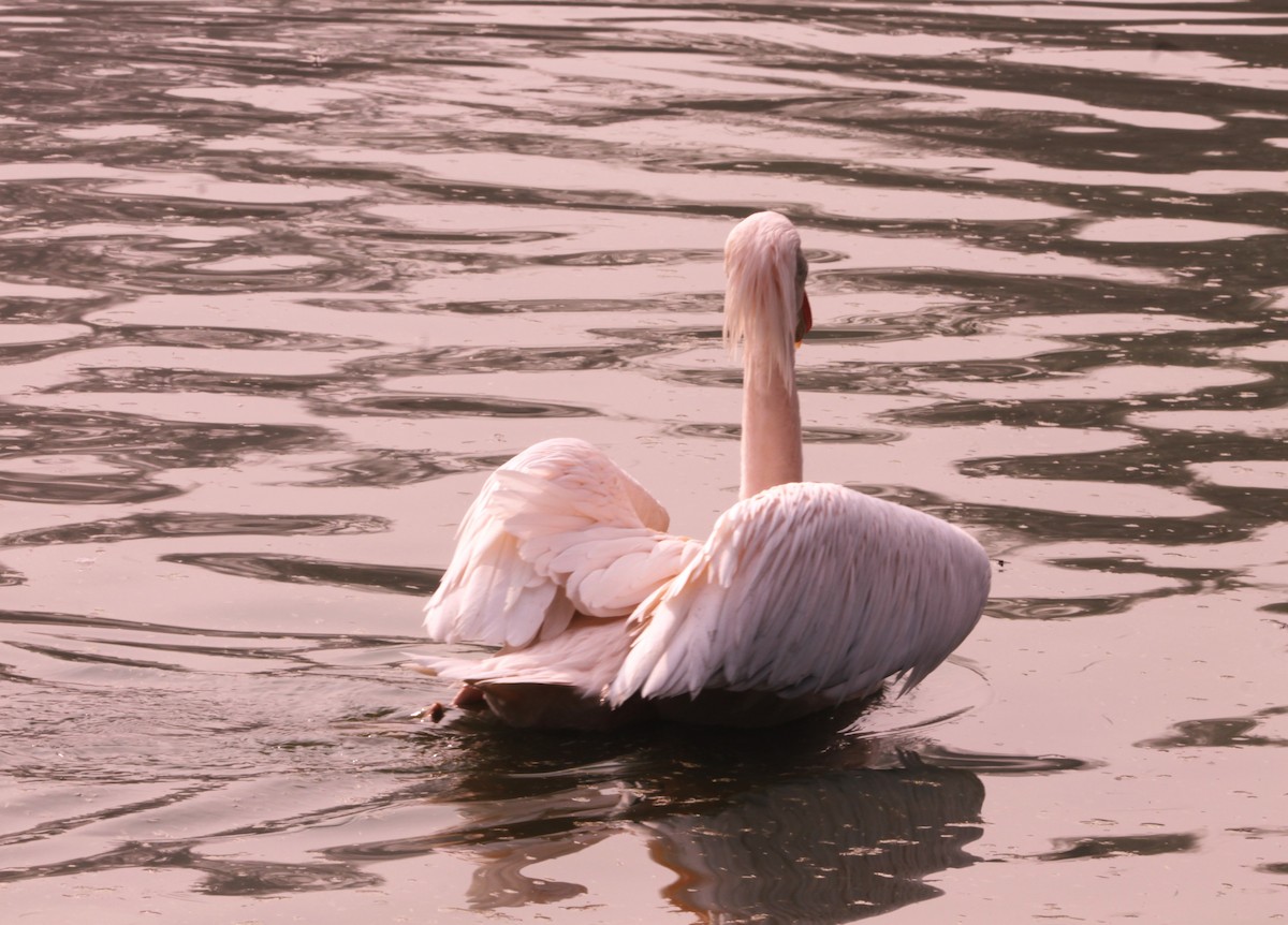 pelikán bílý - ML646890942