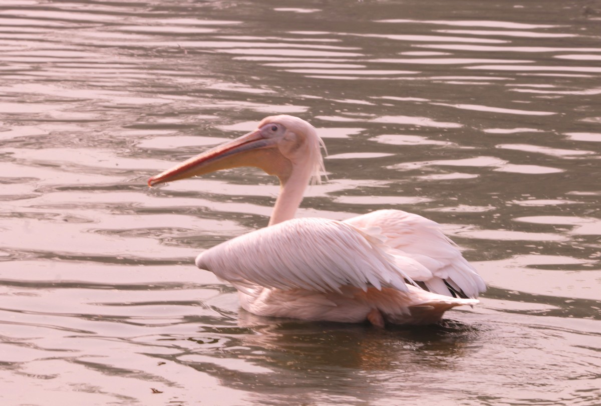 pelikán bílý - ML646890943