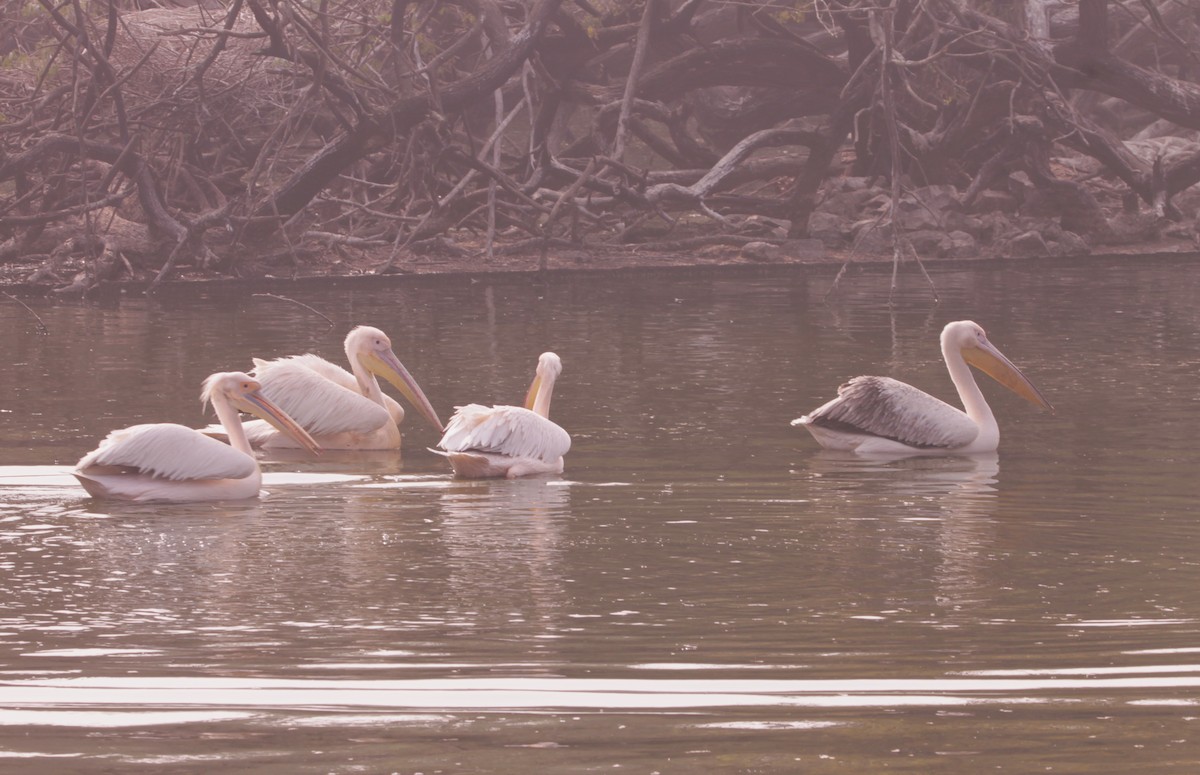 pelikán bílý - ML646890944