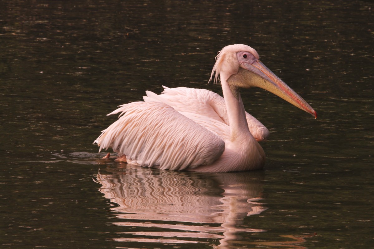 pelikán bílý - ML646890945