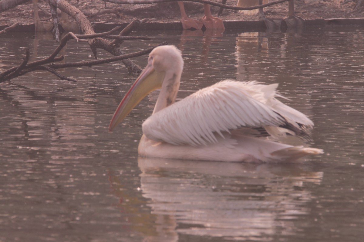 pelikán bílý - ML646890947