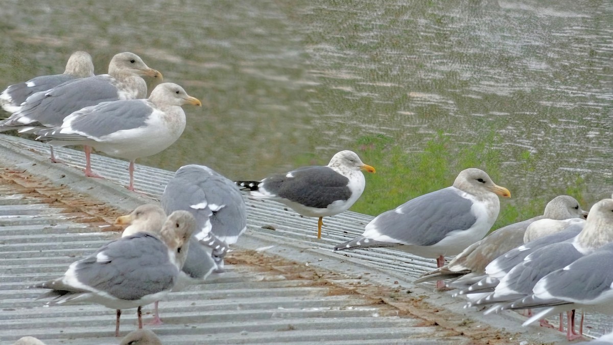 Lesser Black-backed Gull - ML646890949