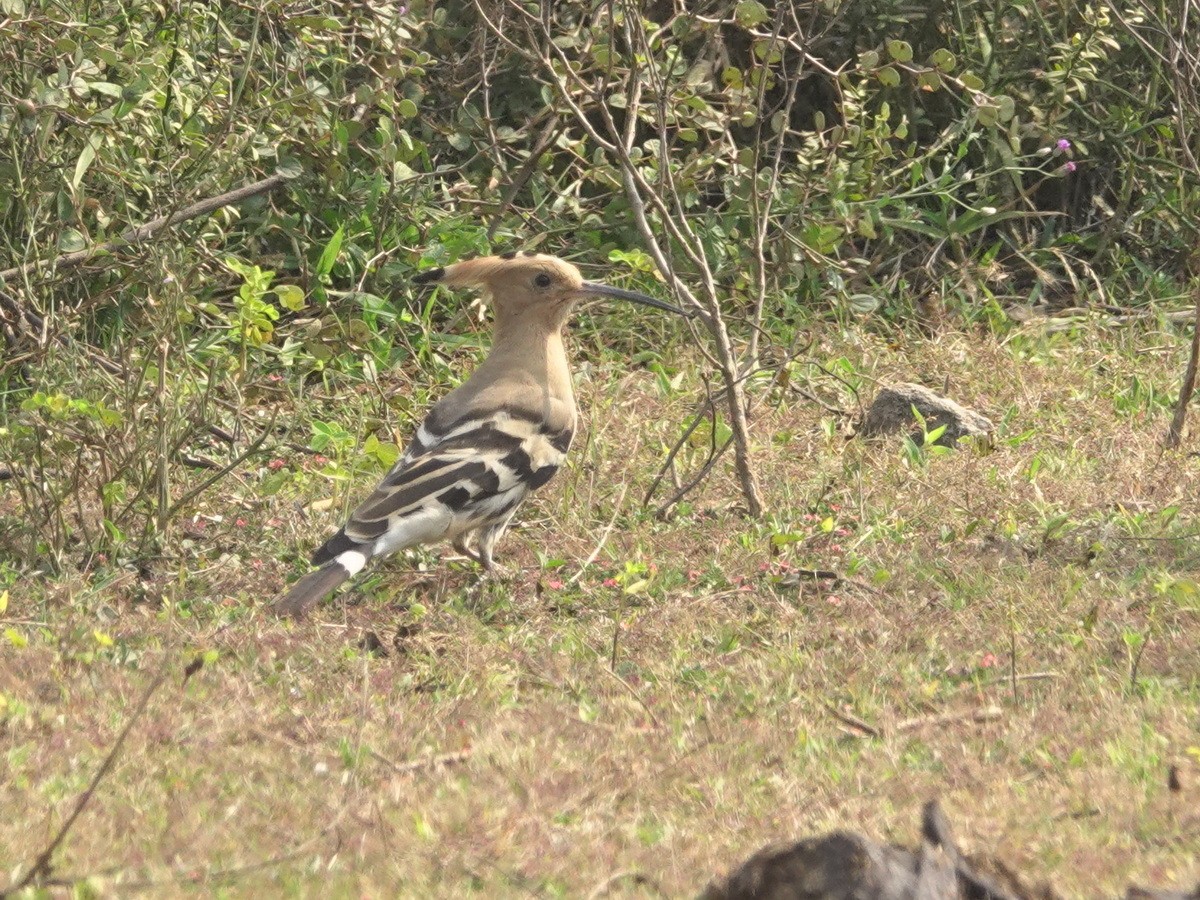 戴勝 - ML646890958