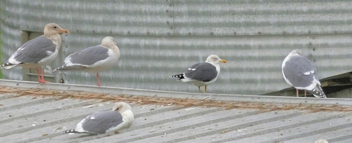 Lesser Black-backed Gull - ML646890960