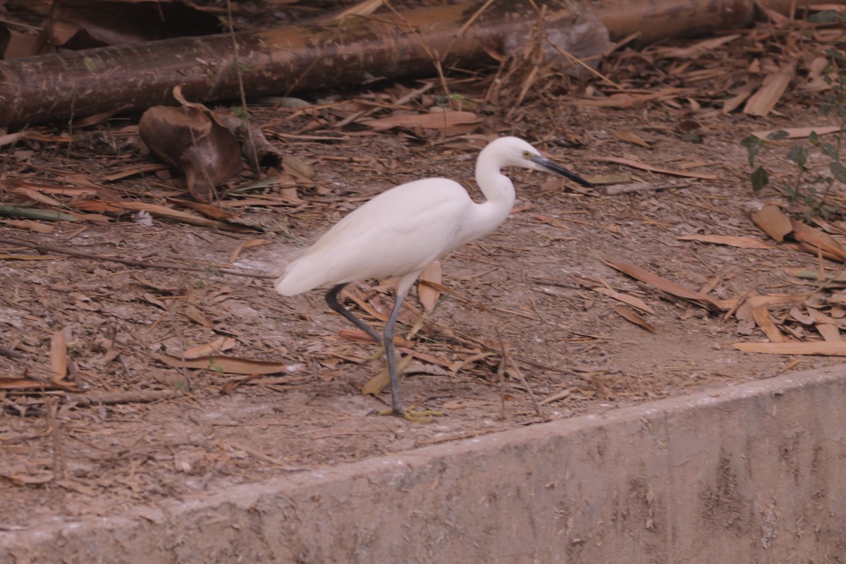 לבנית קטנה - ML646890963