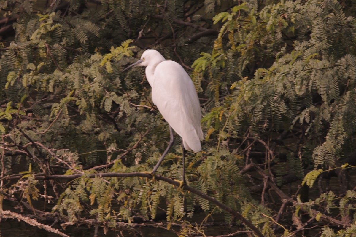 לבנית קטנה - ML646890965
