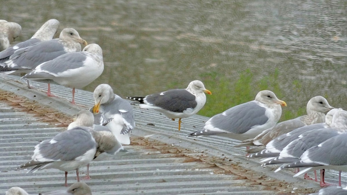 Lesser Black-backed Gull - ML646890966