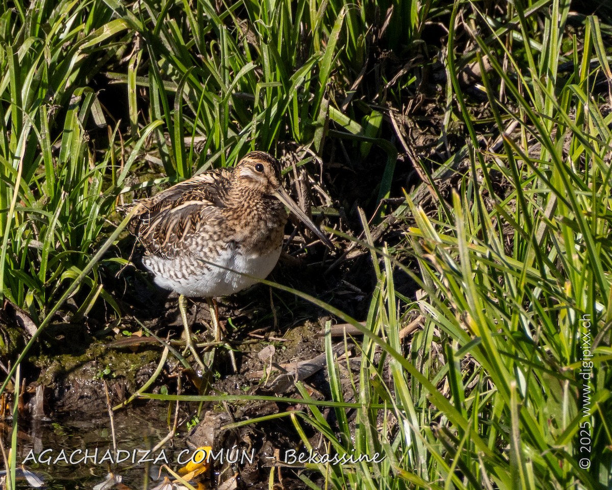 bekasina otavní - ML646890968