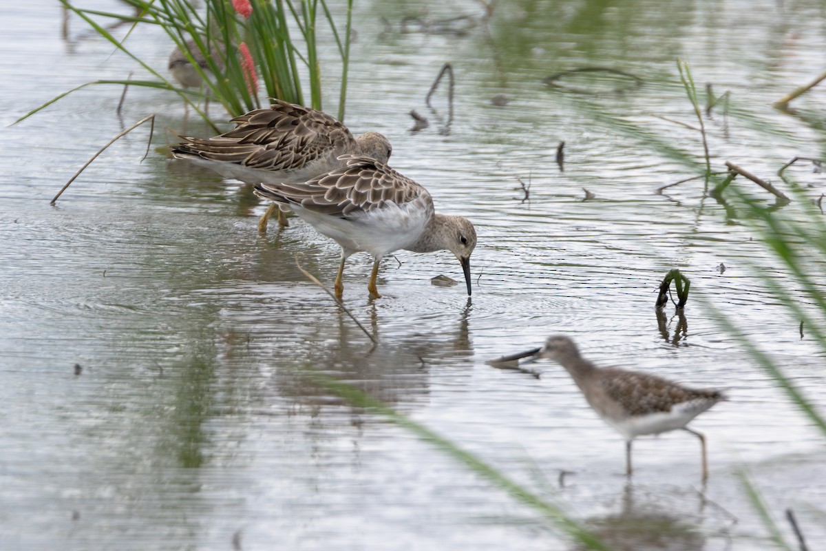 לוחם - ML646890969