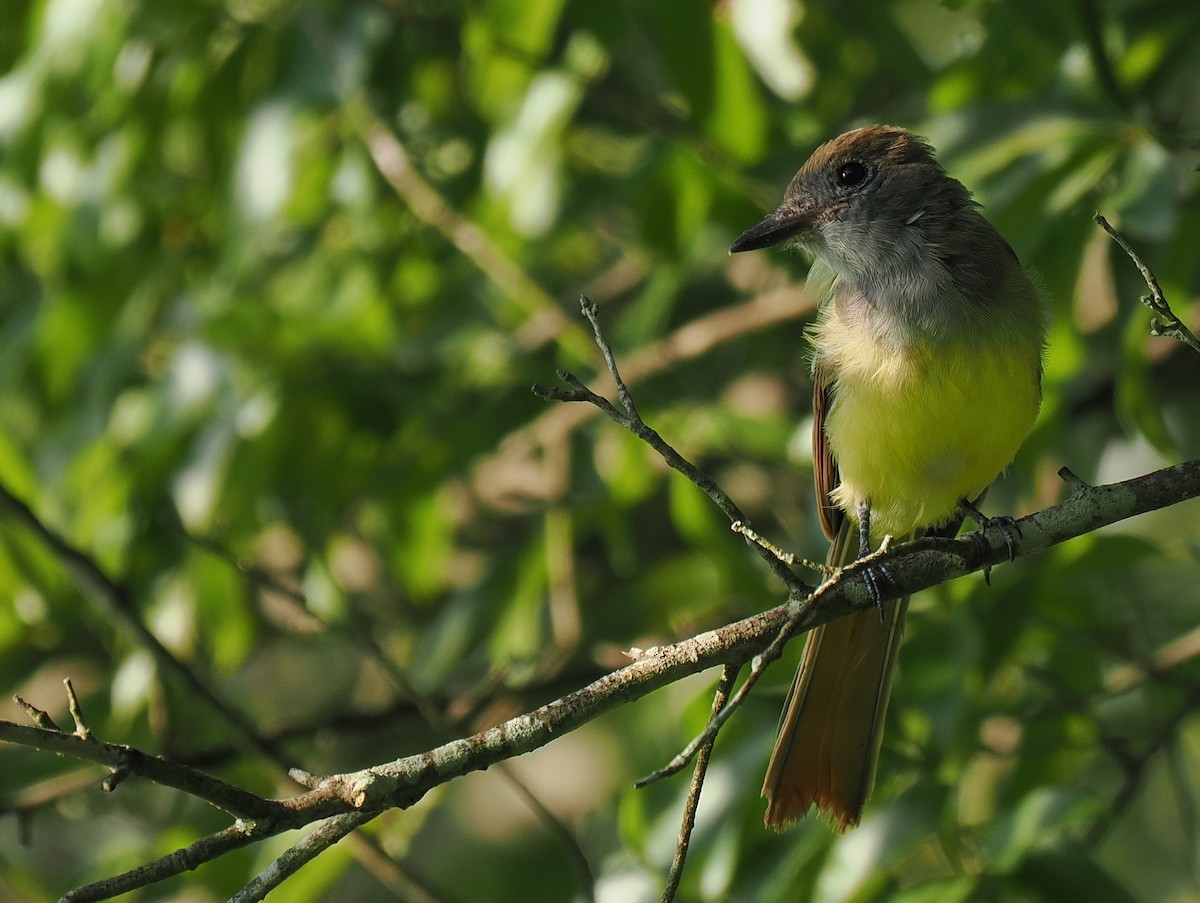 Great Crested Flycatcher - ML646890970