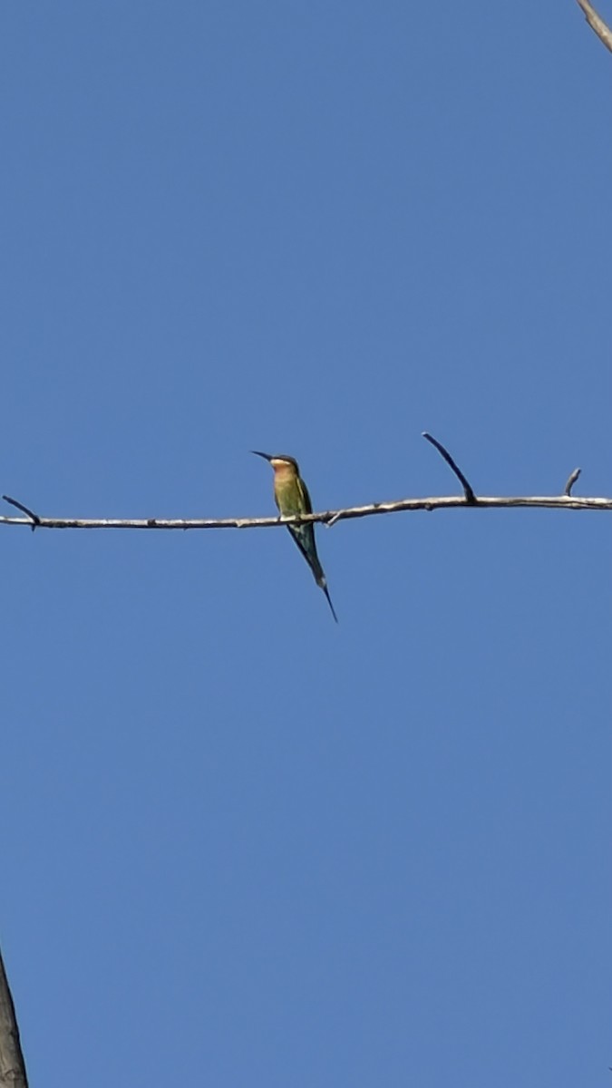 Blue-tailed Bee-eater - ML646890971