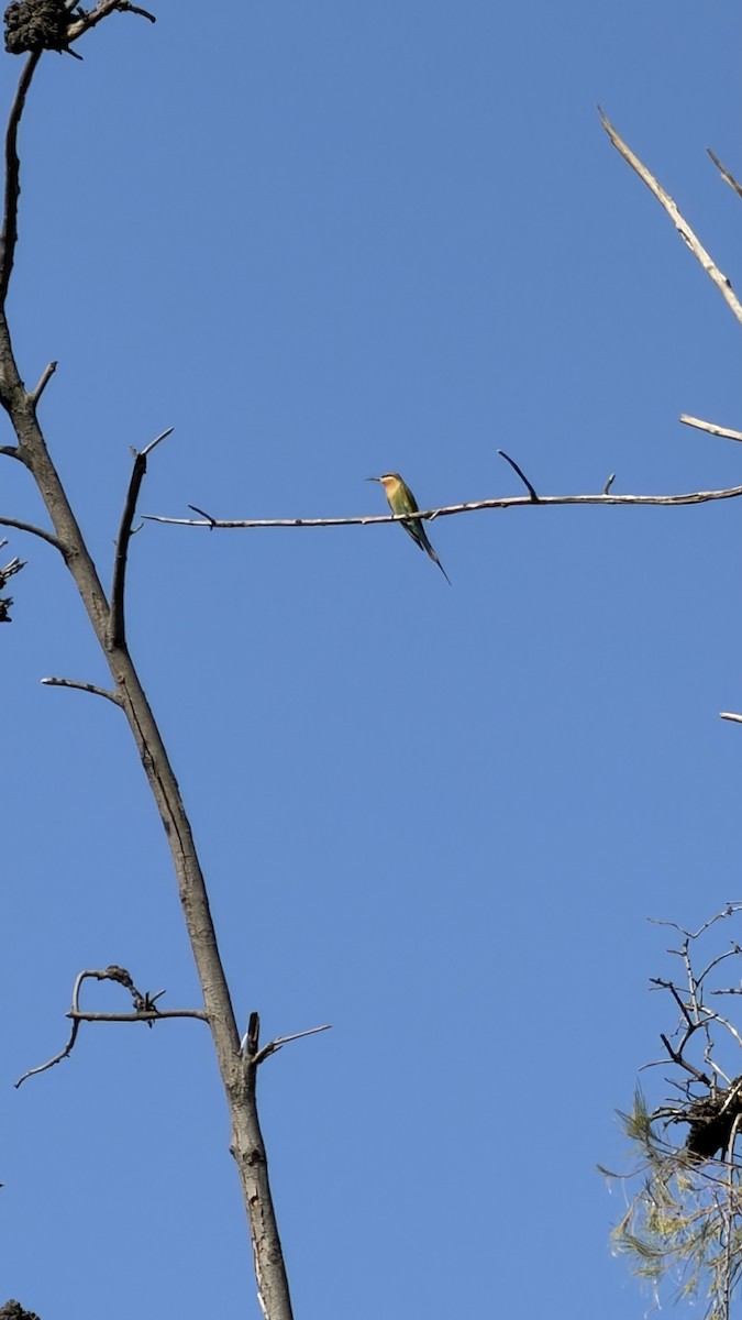 Blue-tailed Bee-eater - ML646890972