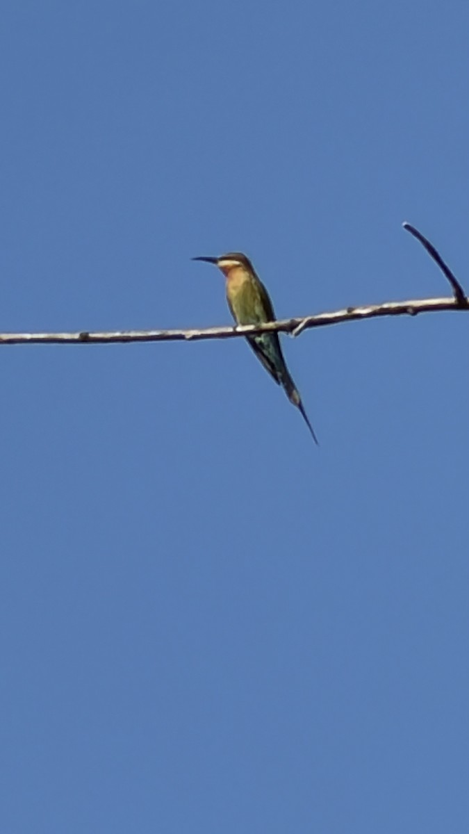 Blue-tailed Bee-eater - ML646890973