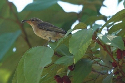 Scarlet Myzomela - ML646890974