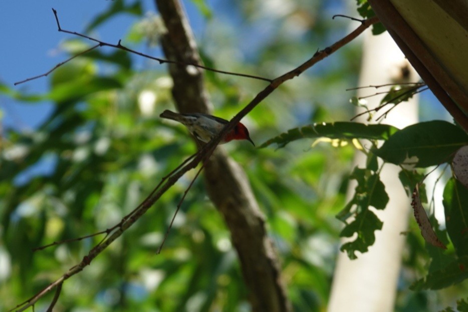 Scarlet Myzomela - ML646890975