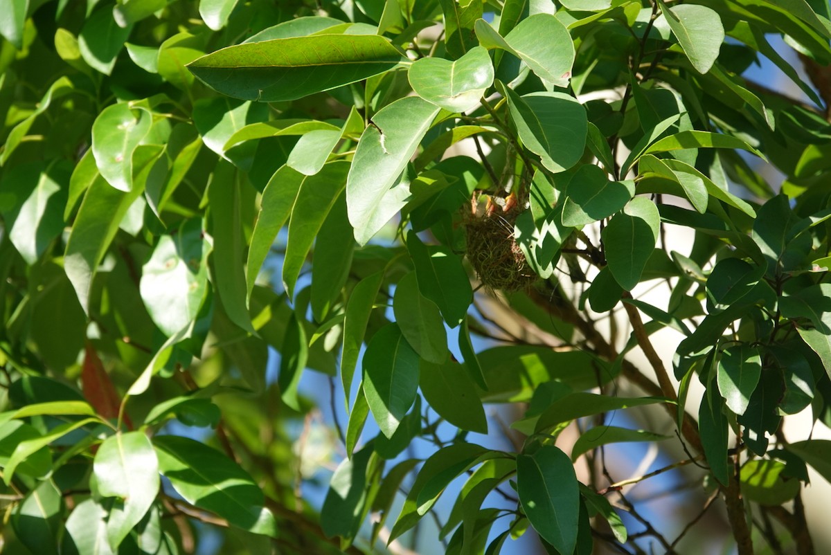 Scarlet Myzomela - ML646890976