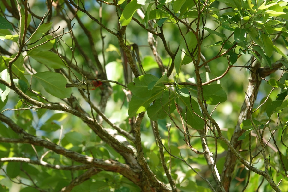 Scarlet Myzomela - ML646890977