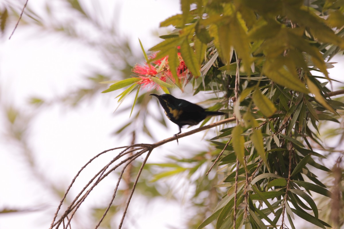 צופית סגולה - ML646890979