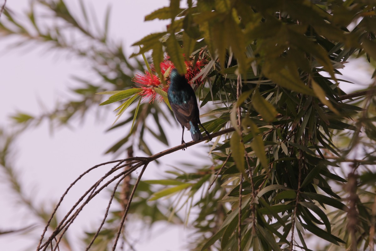 צופית סגולה - ML646890980