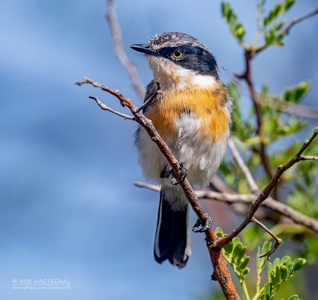 Pririt Batis - ML646890983