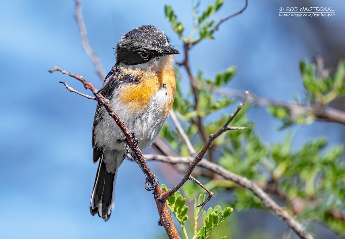 Pririt Batis - ML646890984