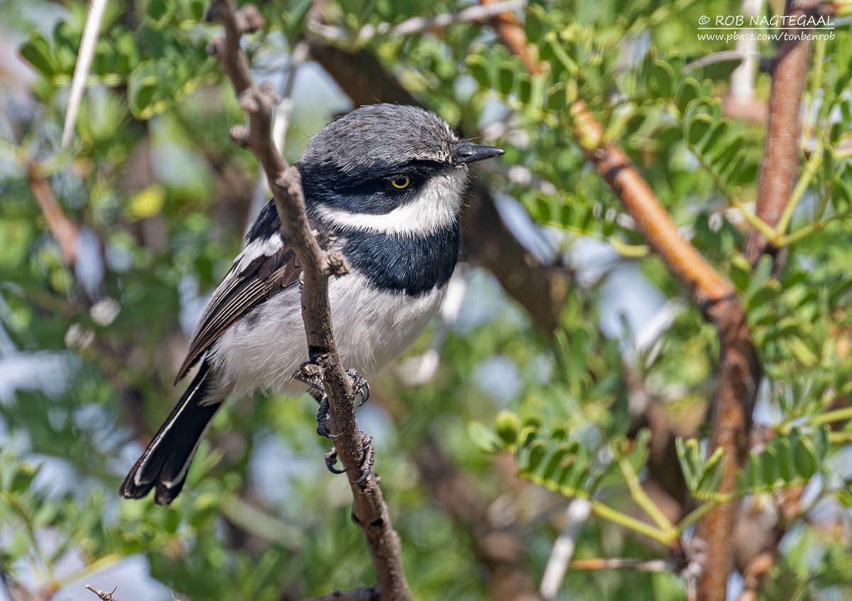 Pririt Batis - ML646890985