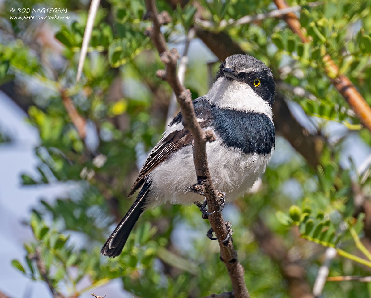 Pririt Batis - ML646890986