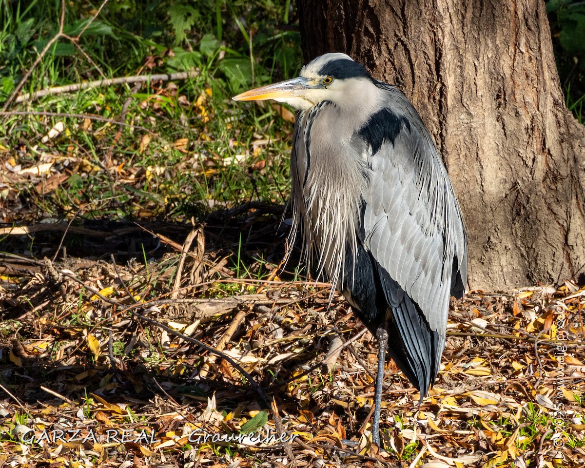 אנפה אפורה - ML646890987