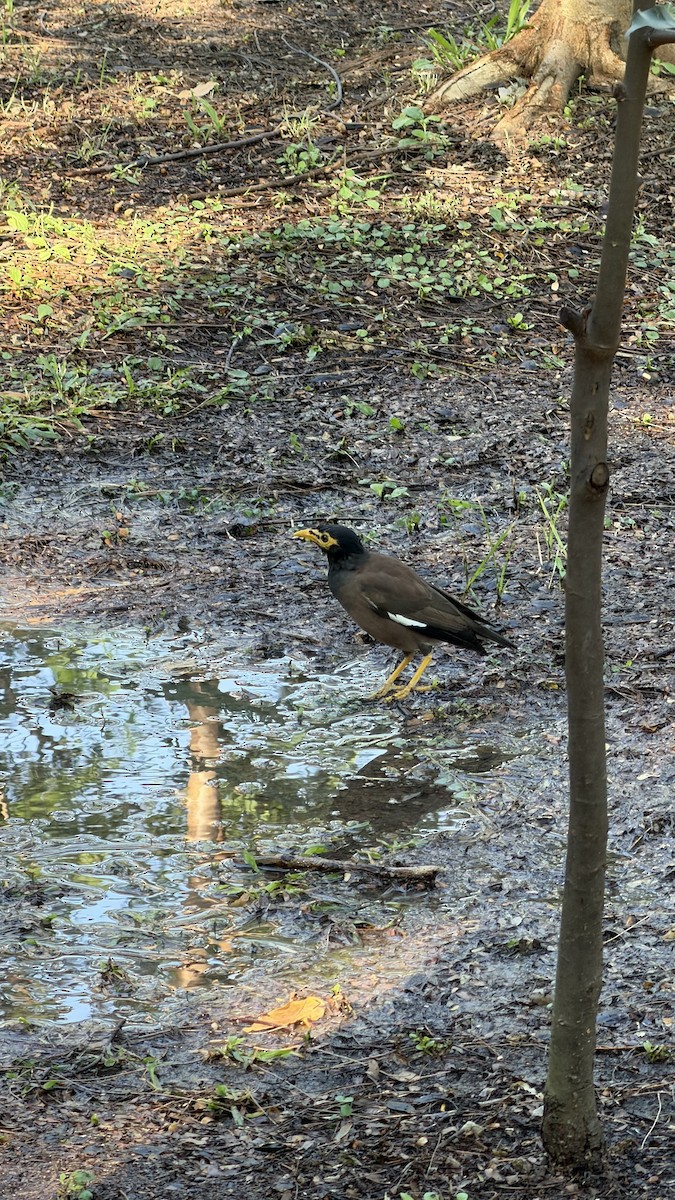 מיינה מצויה - ML646890988