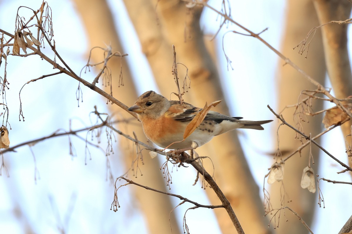 פרוש הרים - ML646890992